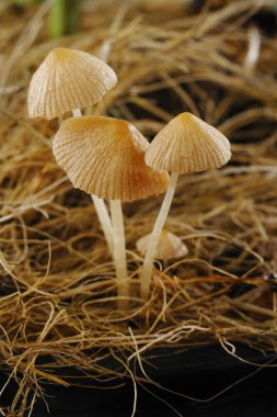 Tencerede mantar büyüme