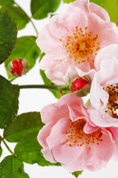 Close up of pink rose — Stock Photo, Image