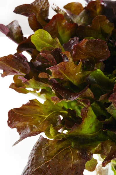 Red oak lettuce — Stock Photo, Image