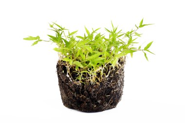 kökleri beyaz zemin üzerine yeşil çimen  