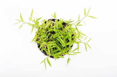 Kökleri olan yeşil çimenler 