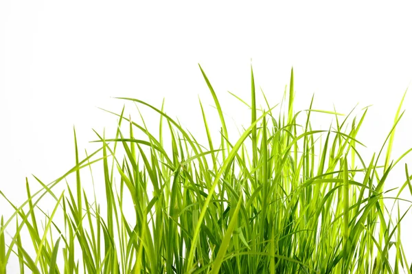 Grass — Stock Photo, Image