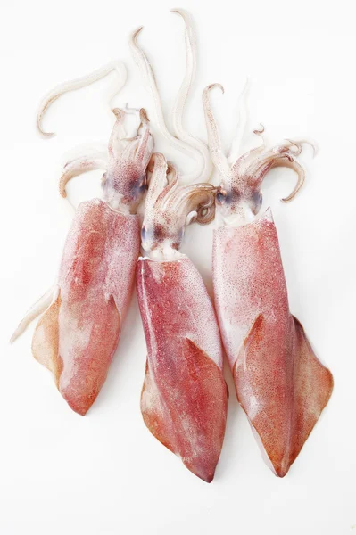 Tres calamares sobre fondo blanco —  Fotos de Stock