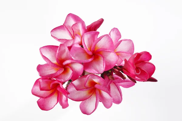 Rosa plumeria på hvit bakgrunn – stockfoto