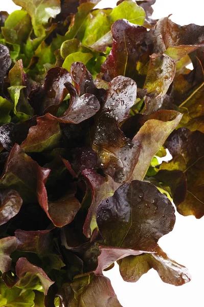 Lechuga fresca de roble rojo — Foto de Stock