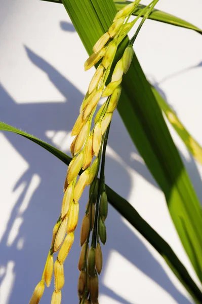 Golden rice — Stock Photo, Image