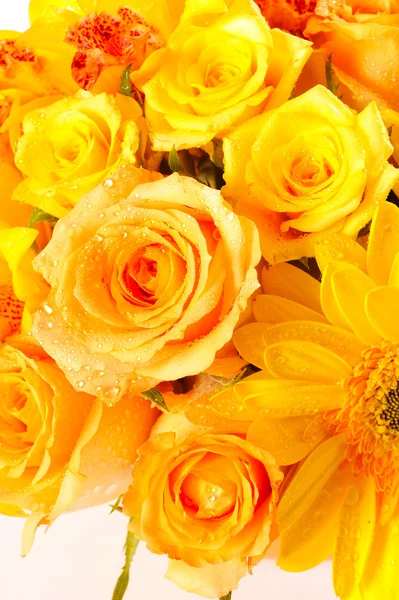 Rosa amarela fresca — Fotografia de Stock