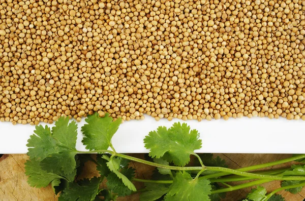 Muchas semillas de cilantro — Foto de Stock