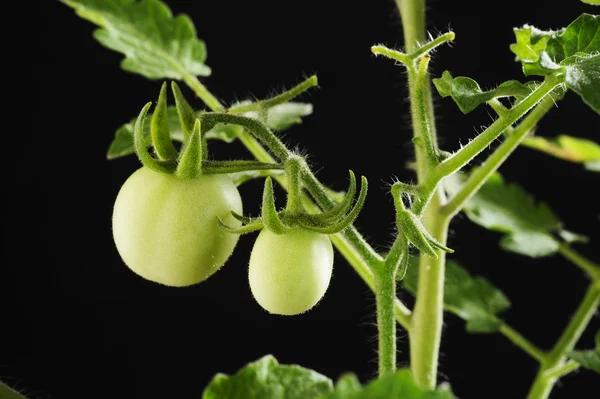 tomato tree