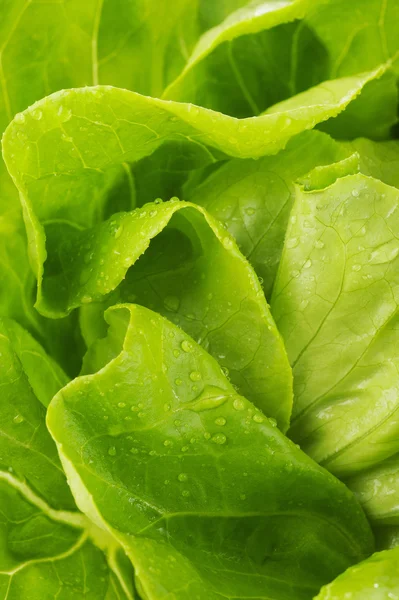 Closeup green lettuce — Stock Photo, Image