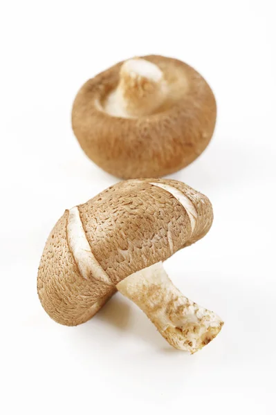 Shiitake mushrooms on white — Stock Photo, Image