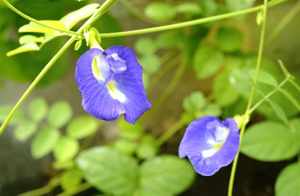 Butterfly pea květ — Stock fotografie