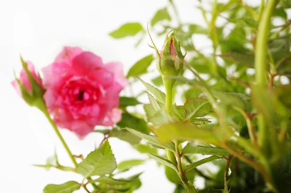 Pink rose — Stock Photo, Image