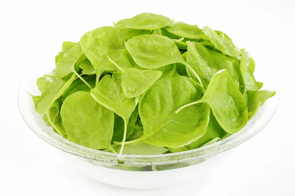 Spinach in bowl — Stock Photo, Image