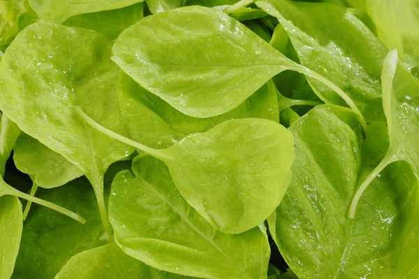 Spinach on background — Stock Photo, Image