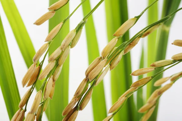 Paddy rice — Stock Photo, Image