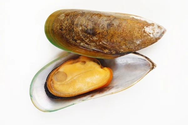 Mussel on white — Stock Photo, Image