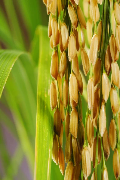 Paddy rice — Stock Photo, Image