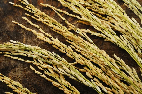 Paddy rice on wood — Stock Photo, Image