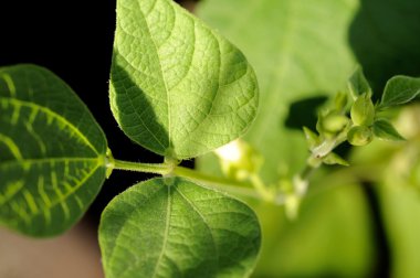 Pinto fasulye büyüme