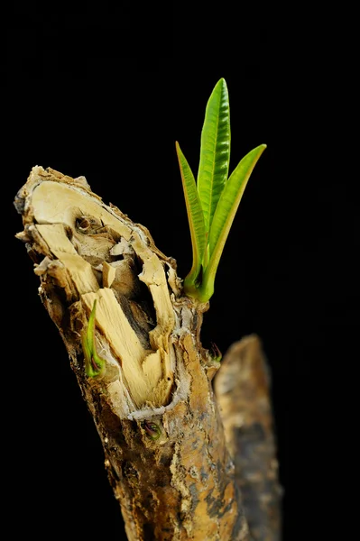 성장 식물 — 스톡 사진