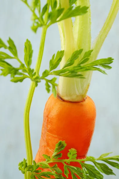 Closeup fresh carrot — Stock Photo, Image
