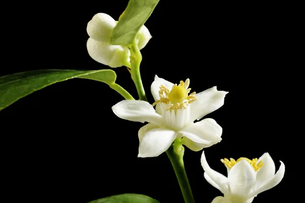 Lindenblüte — Stockfoto