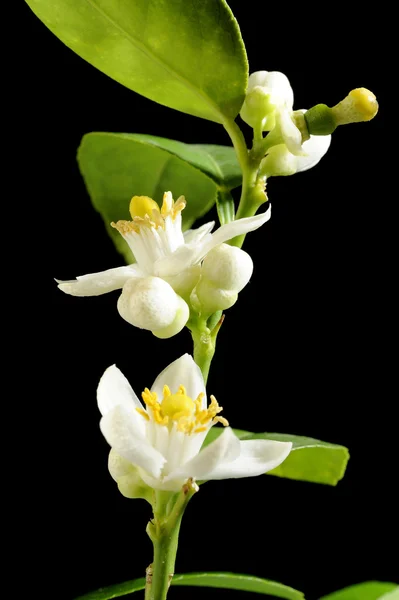 Lime blossom — Stock Photo, Image