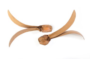 Dipterocarpus alatus tohumlar beyaz arka plan üzerinde