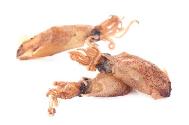 Beka squid on white 