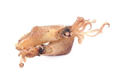 raw beka squid 