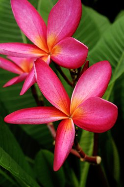 Plumeria çiçek