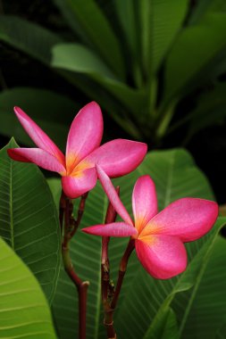 red plumeria flower on tree