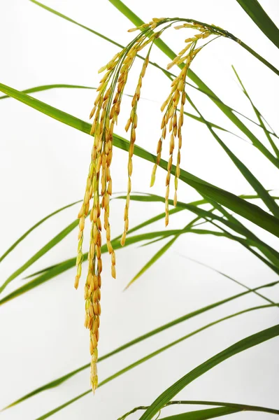 Paddy rice  on white — Stock Photo, Image