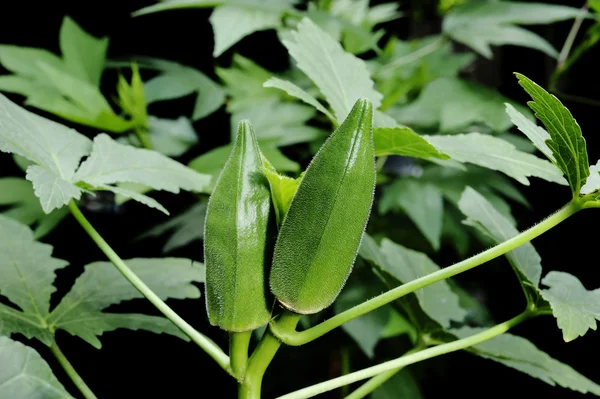 Okra w ogrodzie — Zdjęcie stockowe