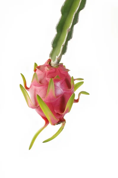 Dragon fruit on white background — Stock Photo, Image