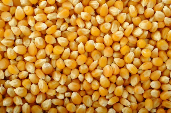 玉米种子背景 — 图库照片