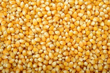 mısır tohumları arka plan