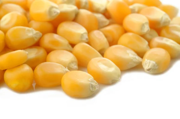 Kukorica mag fehér háttér — Stock Fotó