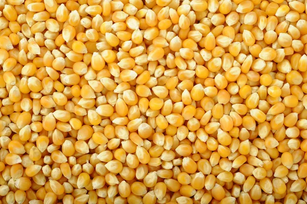 mısır tohumları arka plan