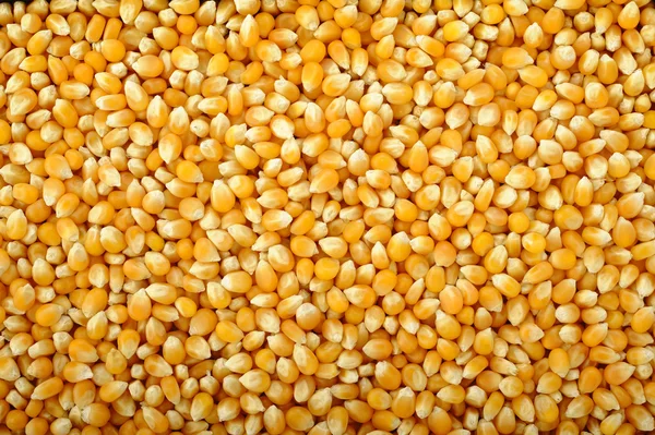 mısır tohumları arka plan