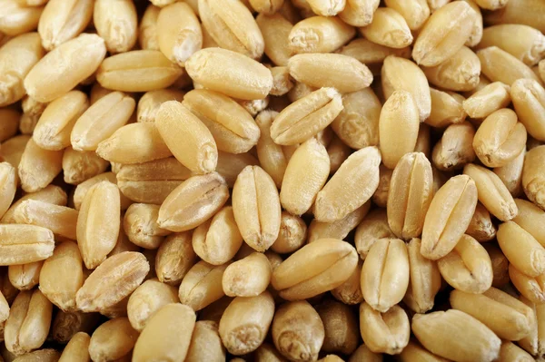Perla granos de cebada fondo —  Fotos de Stock
