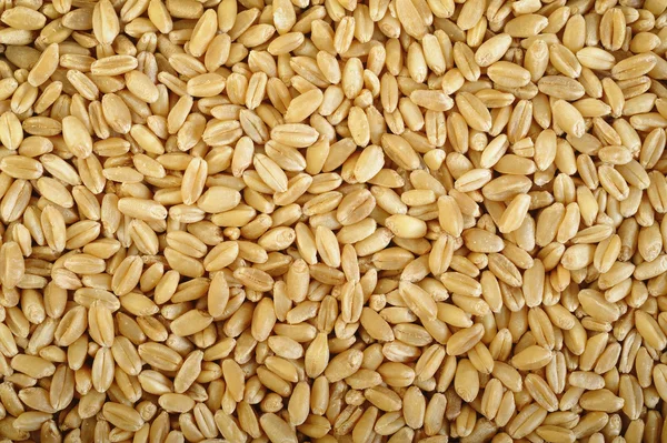 Raw pearl barley — Stock Photo, Image