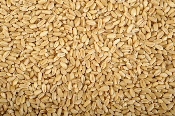 Pearl barley grains background — Stock Photo, Image