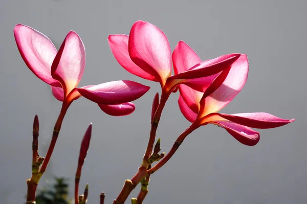 Plumeria 꽃의 클로즈업 — 스톡 사진