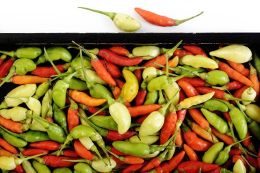 Beyaz arka plan üzerinde Karen Pepper