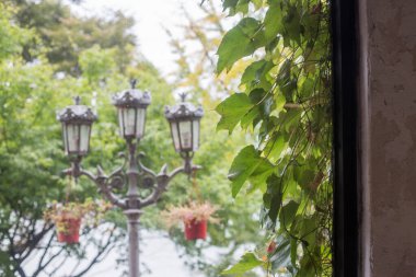 Cafe 'deki yeşil bahçe, pencerenin dışındaki bahçe.