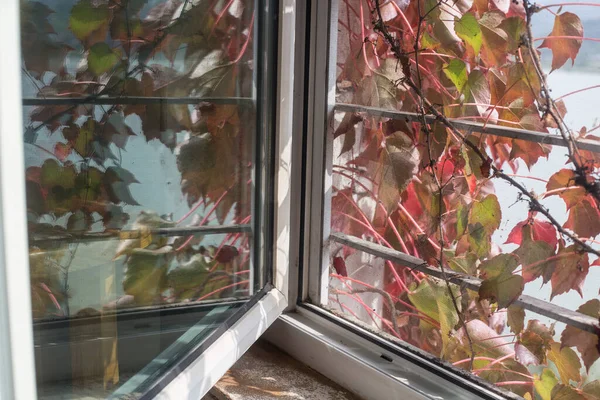 Raam Muur Bedekt Met Planten Wijnstokken Bladeren Herfst — Stockfoto