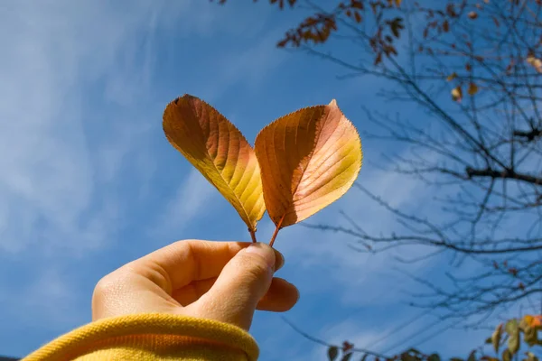 Persona Mano Sosteniendo Hoja Fondo Del Cielo Azul Otoño —  Fotos de Stock