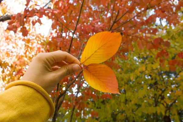 Persona Mano Sosteniendo Hoja Fondo Del Cielo Azul Otoño —  Fotos de Stock